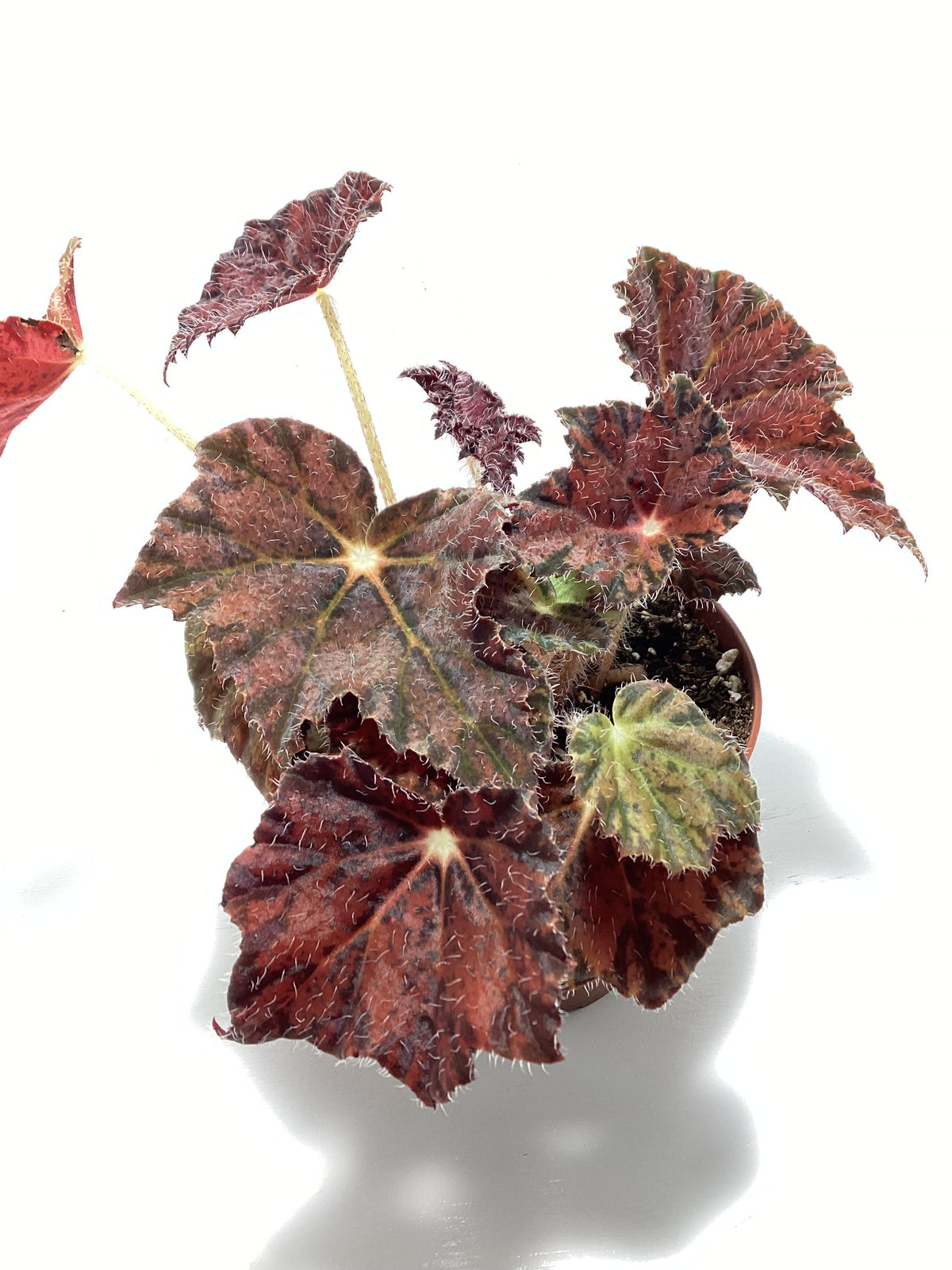 Begonia ‘Night Eyes’