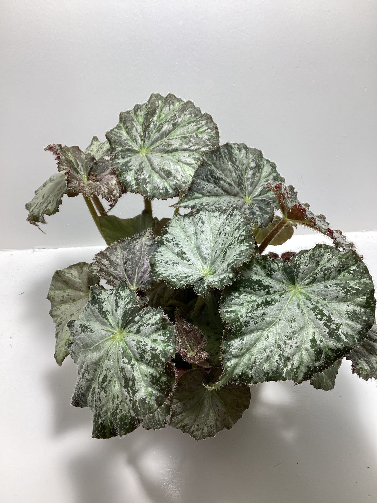 Begonia ‘Nola’