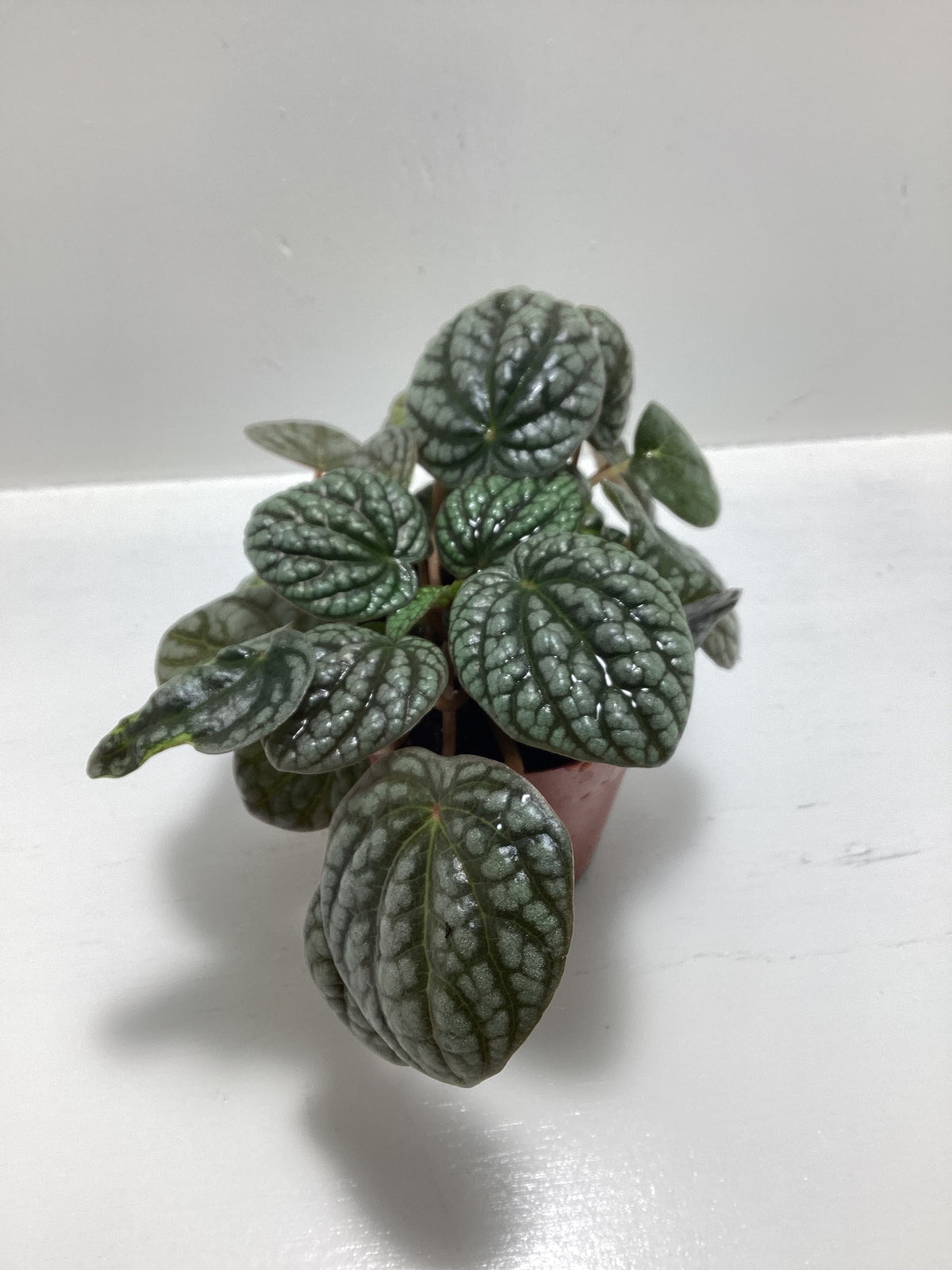 Peperomia burbella