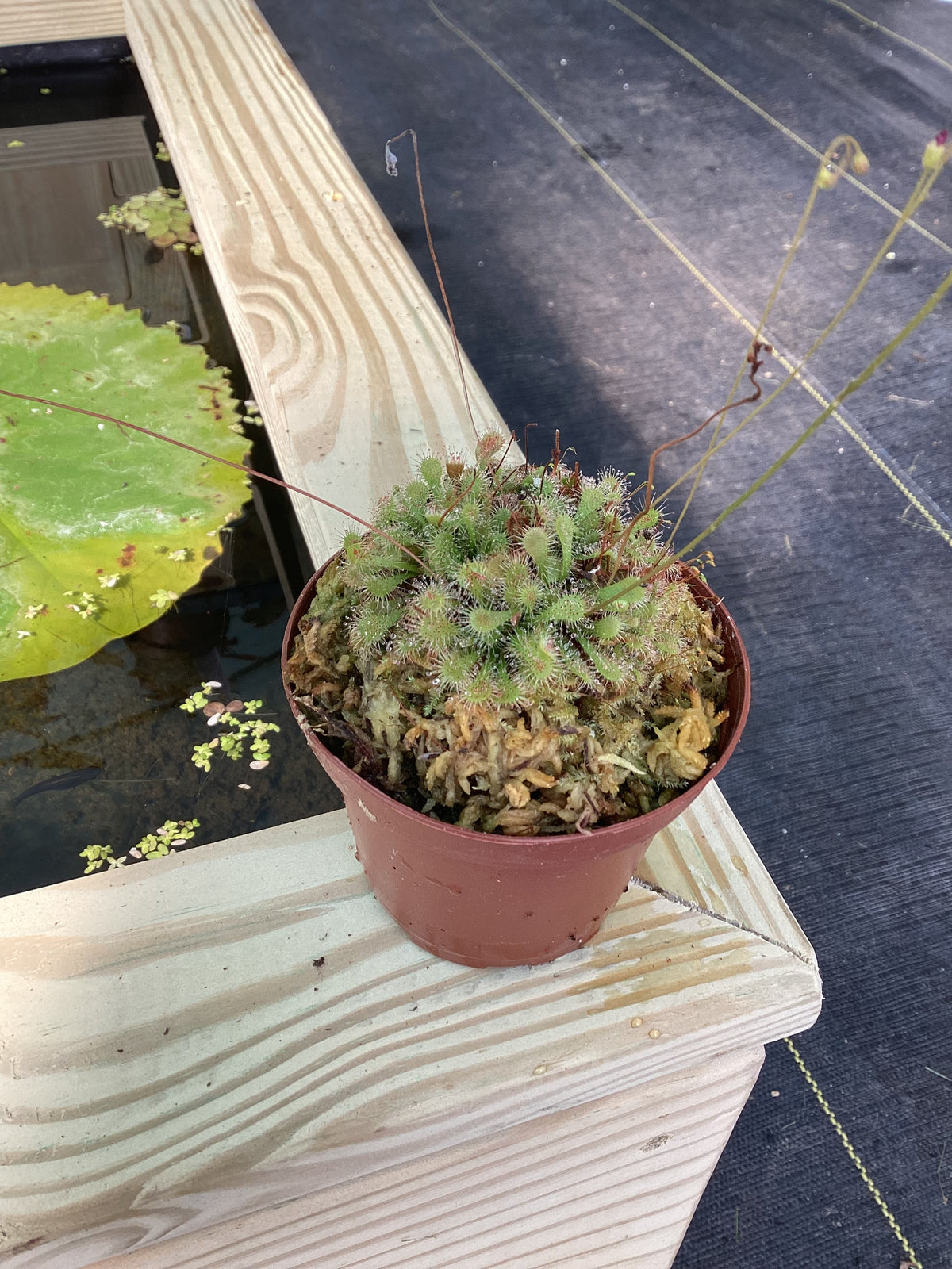 Drosera spatulata compot