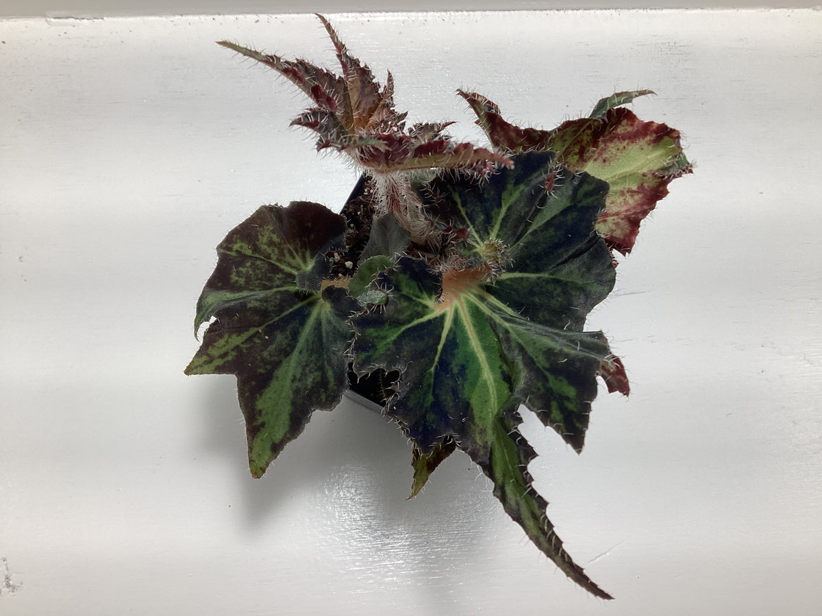 Begonia ‘Breakdance’