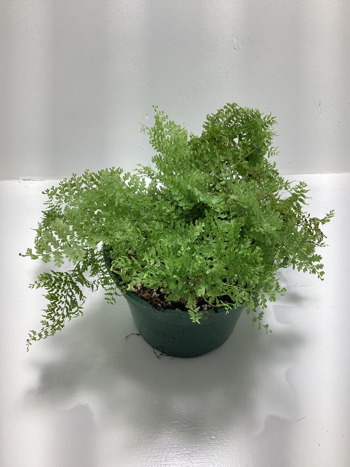 Nephrolepis exaltata ‘Suzi Wong’ aka “Cotton Candy Fern”