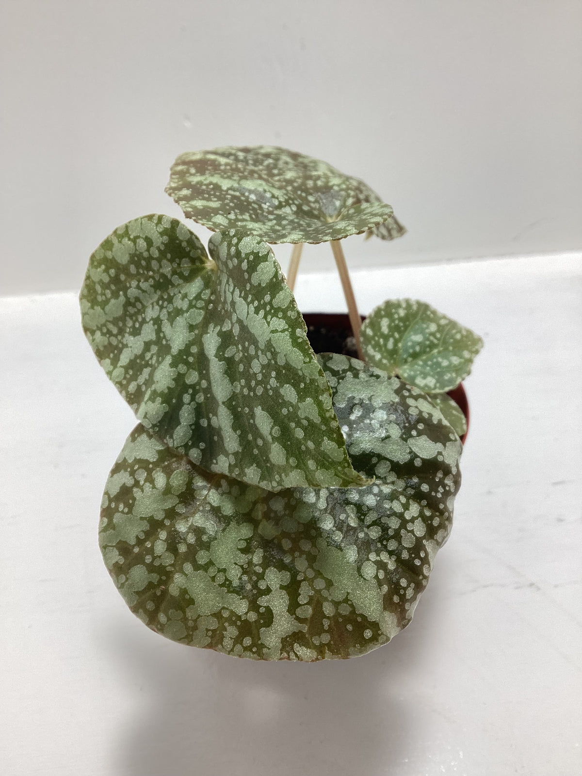 Begonia ‘Moonlight’