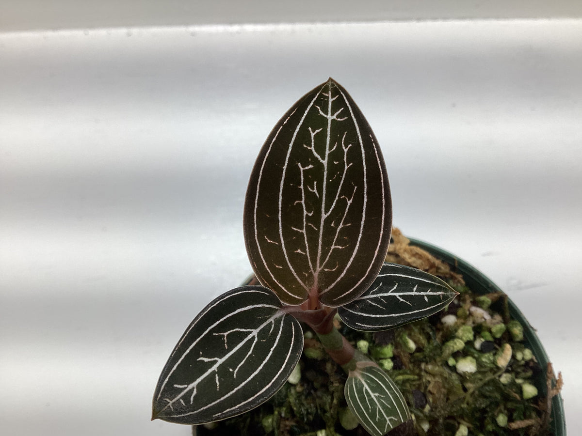 Ludisia discolor ‘Jewelyana’ - Jewel orchid