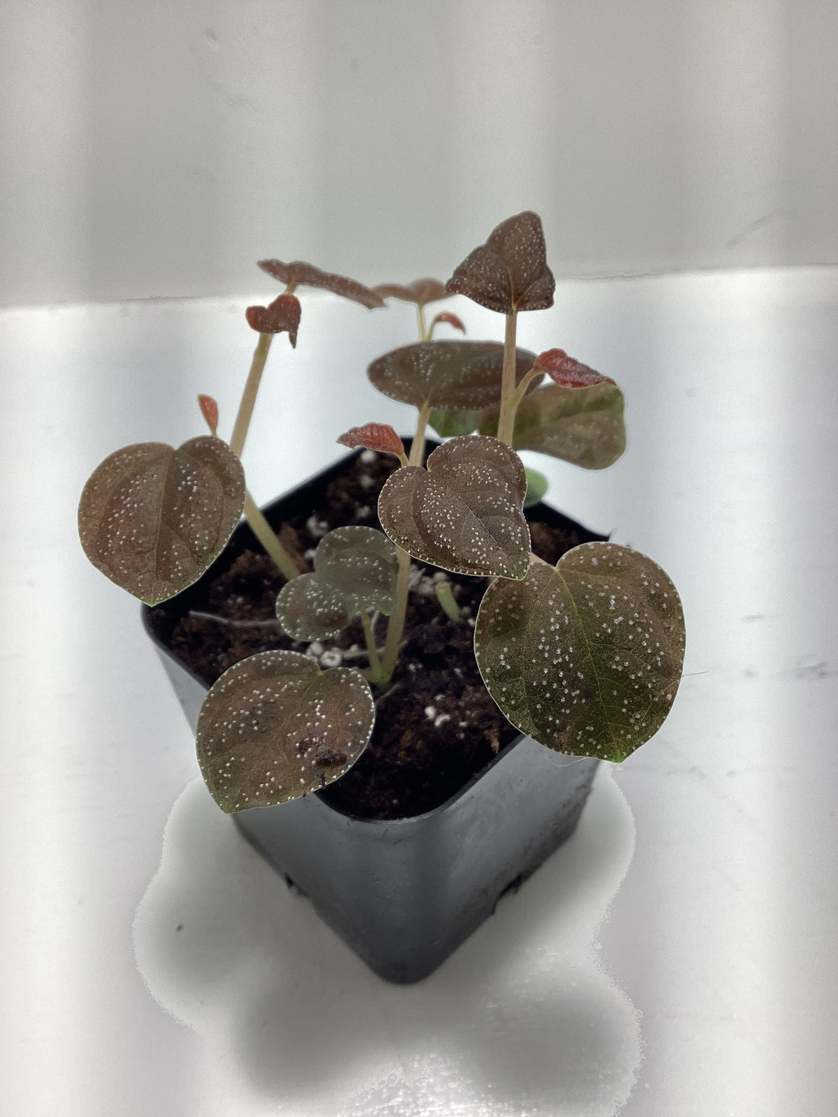 Peperomia antoniana - rambling terrarium/vivarium plant