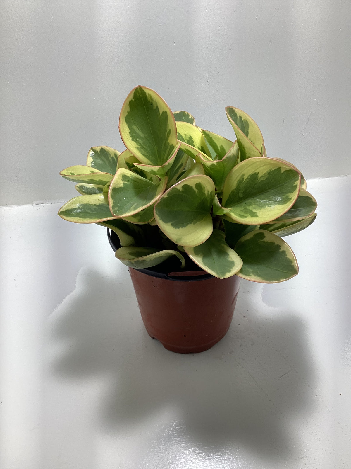 Peperomia ‘Citrus Twist’