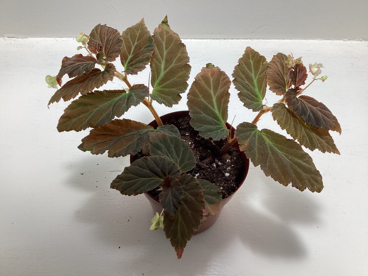 Cane Begonia - unknown ID