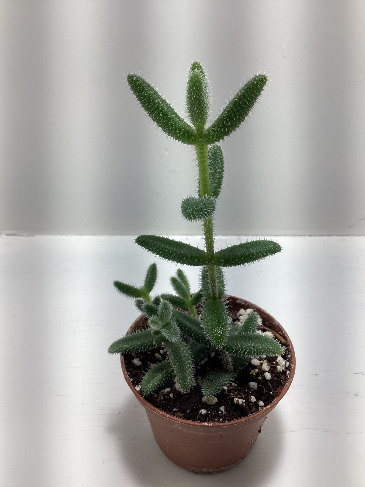 Delosperma echinatum aka “Pickle Plant”