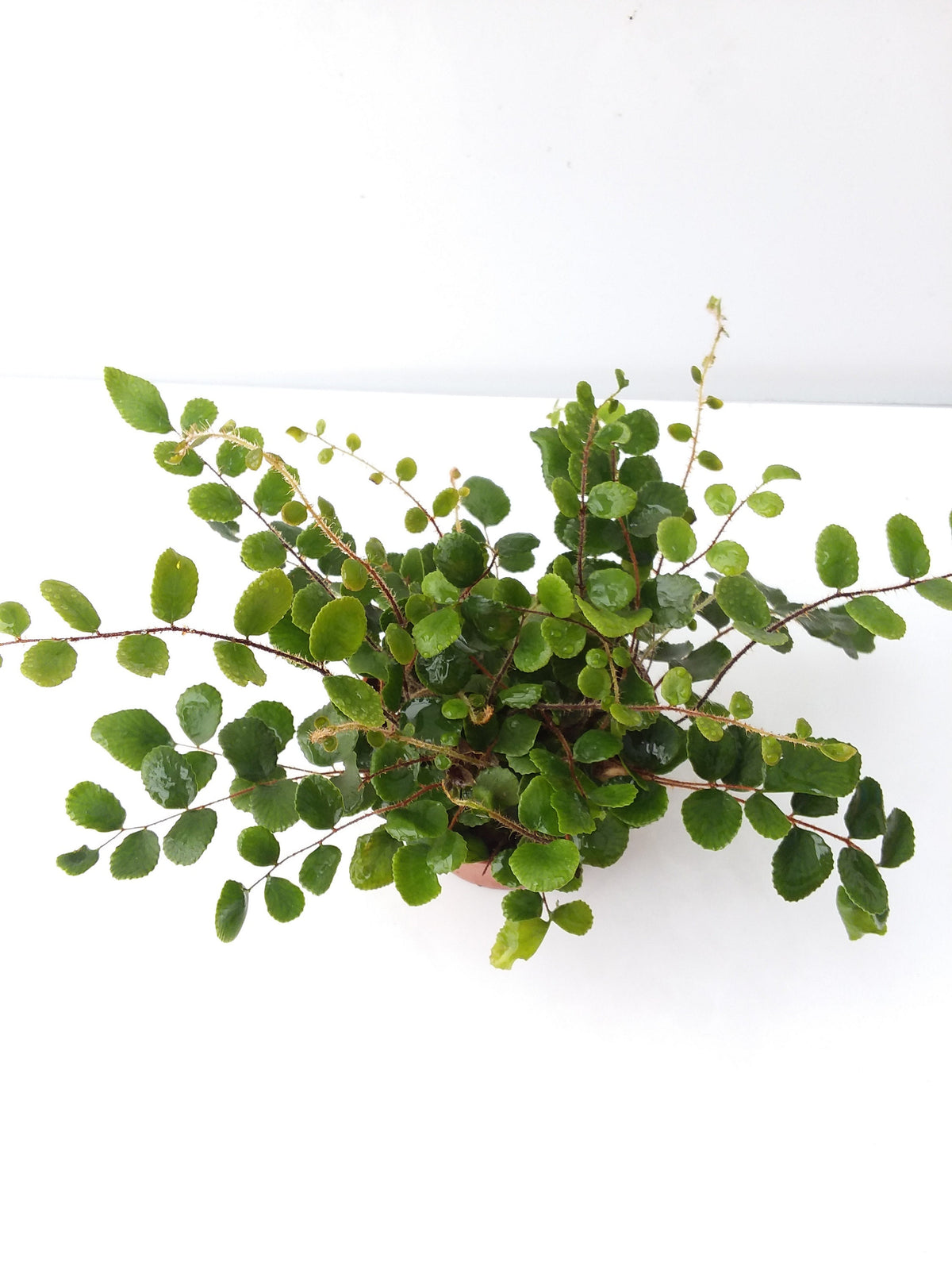 Button Fern - Pellaea rotundifolia