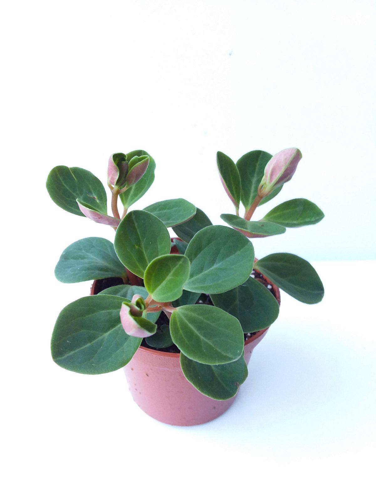 Peperomia verticillata