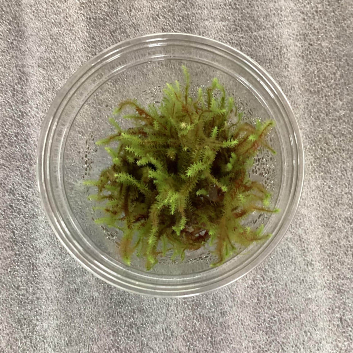 Club Moss - unidentified species