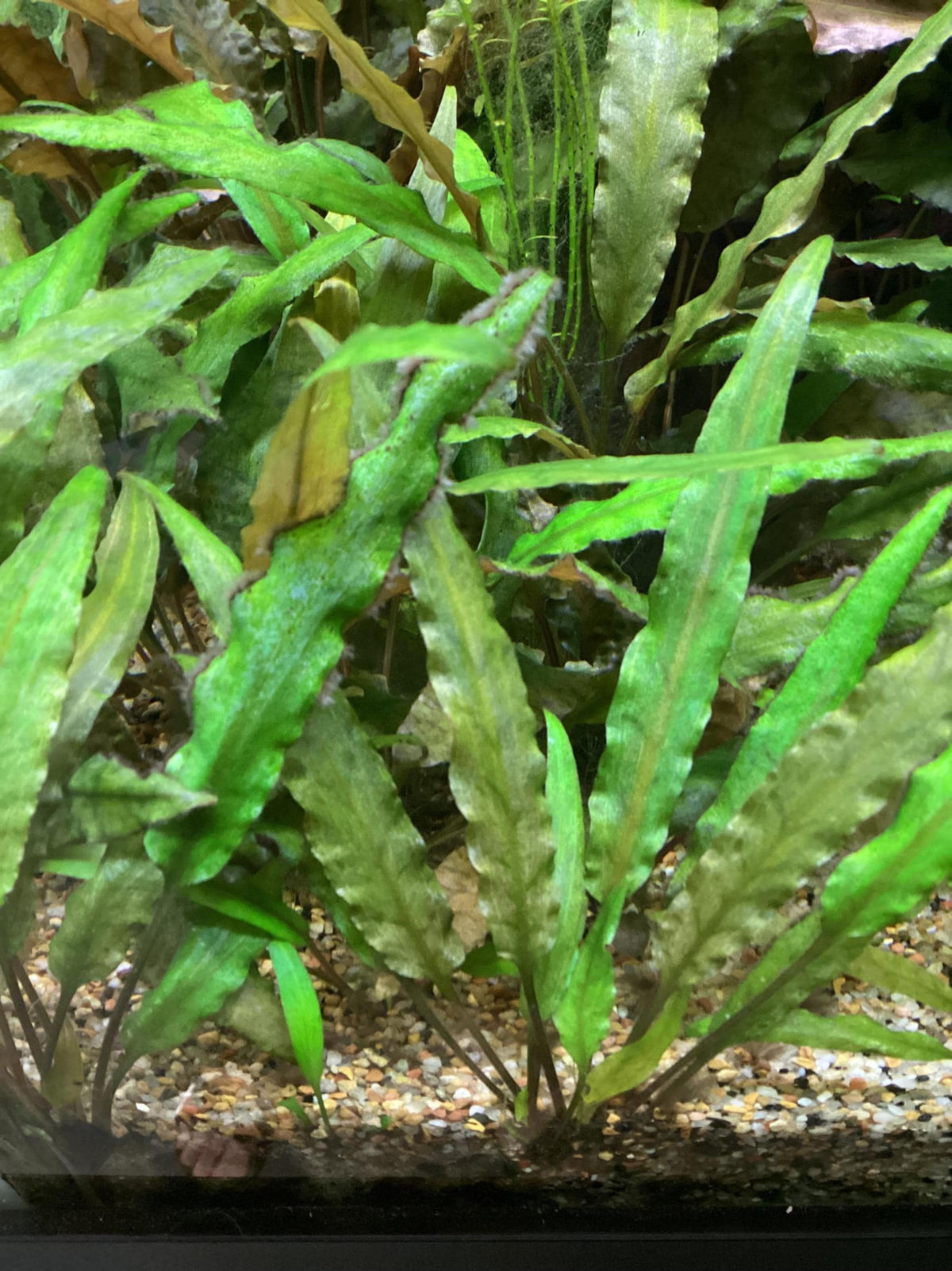 Cryptocoryne