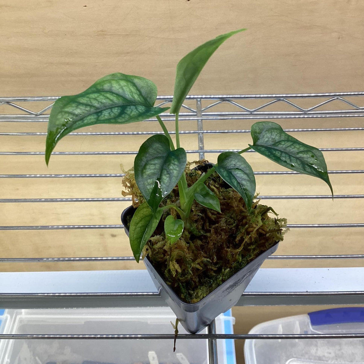 Monstera Siltepecana; vivarium/terrarium/houseplant