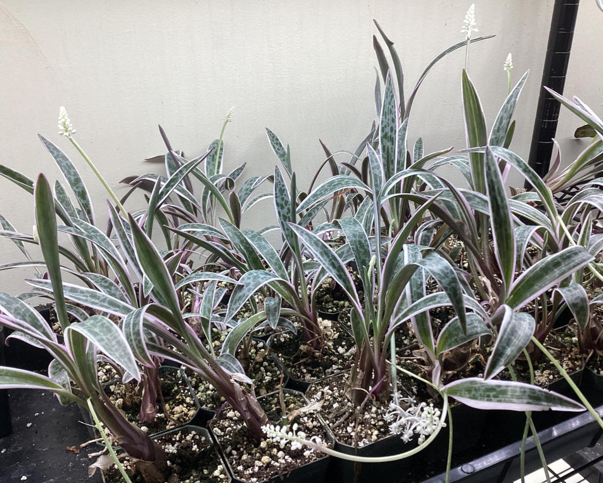 Ledebouria socialis variegated - variegated Silver Squill