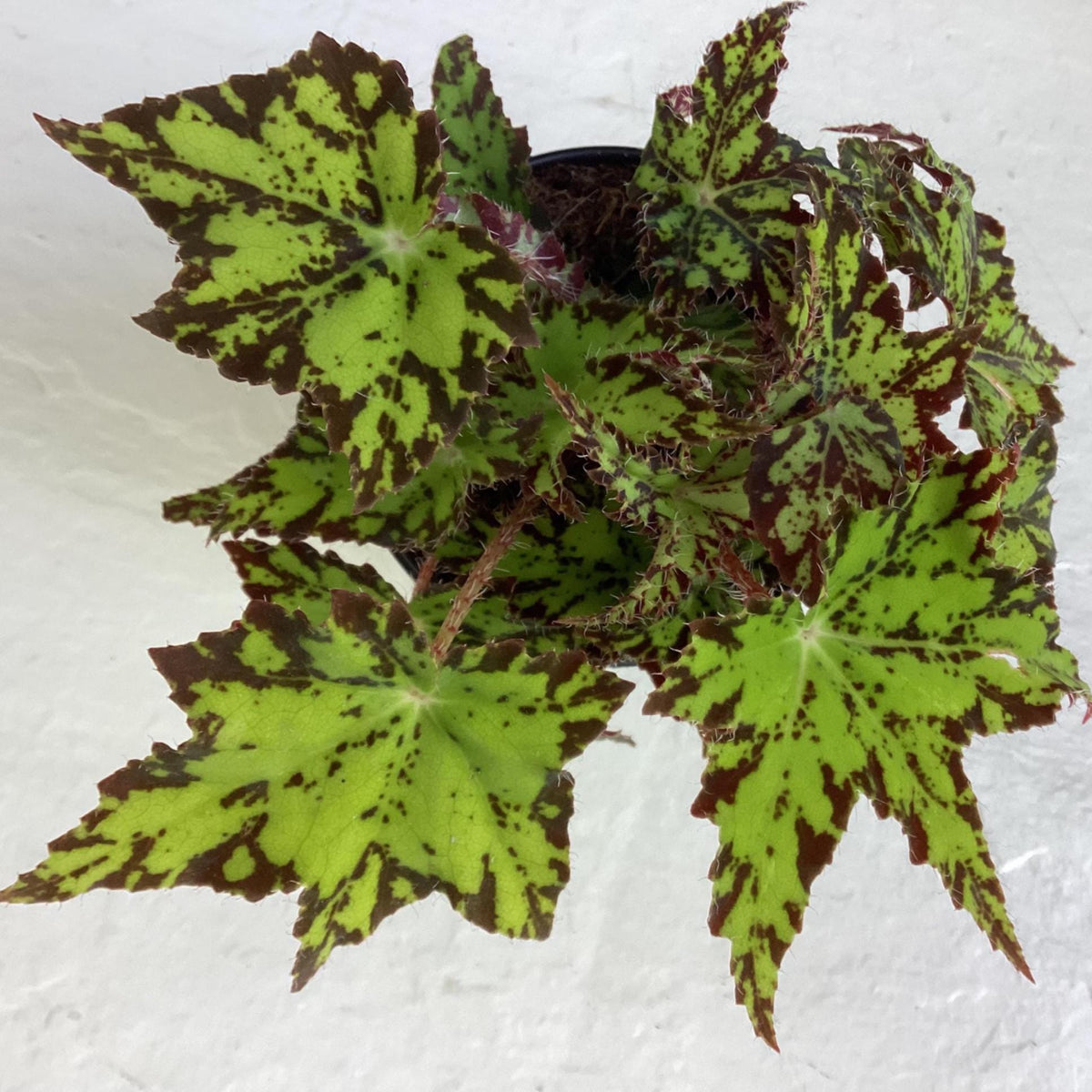 Begonia ‘Geometry’ - 4 inch pot