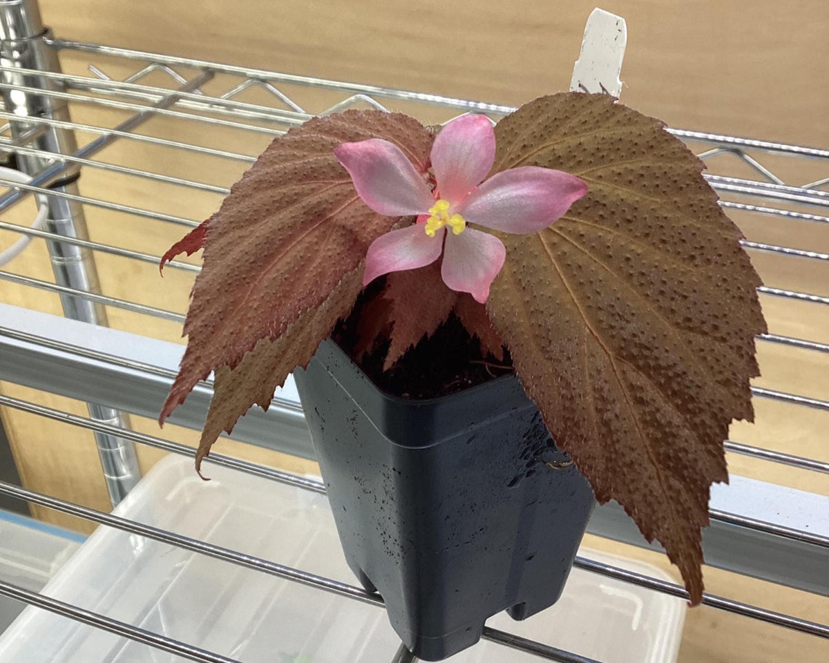 Begonia aff lambii - rare Begonia