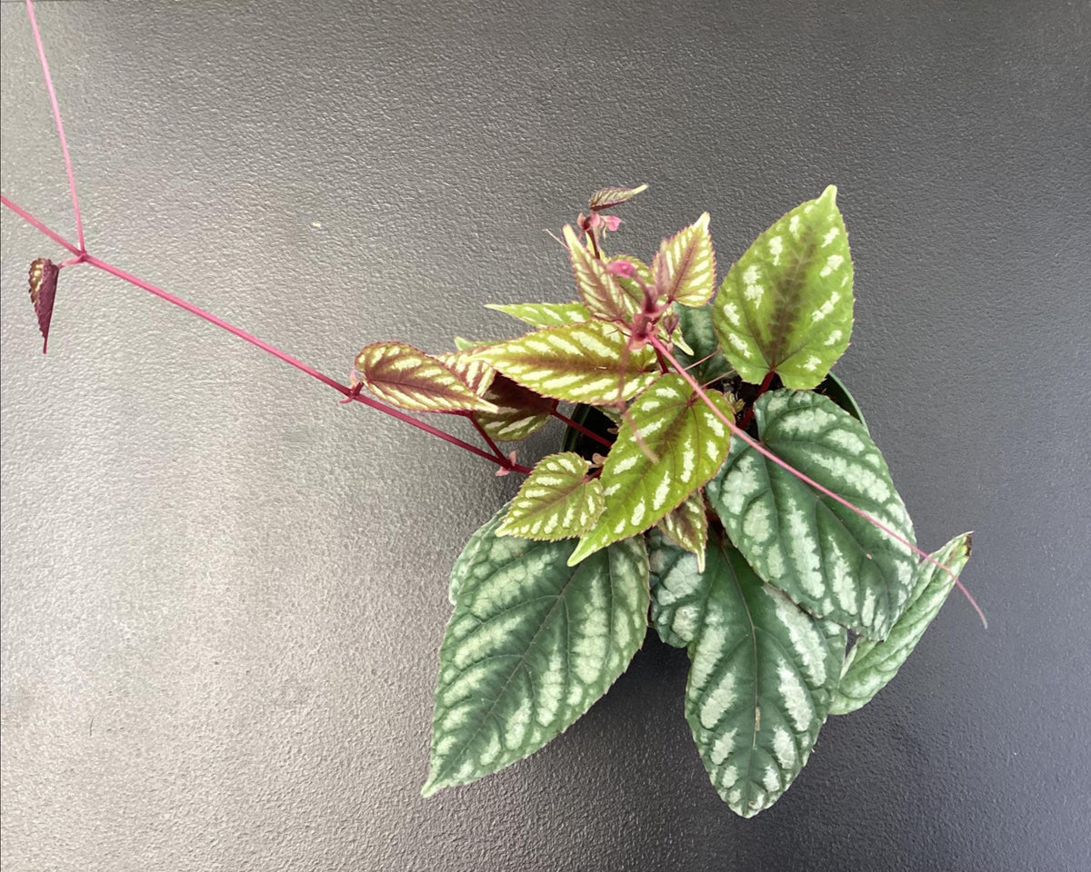 Cissus discolor - boldly marked tropical vining plant