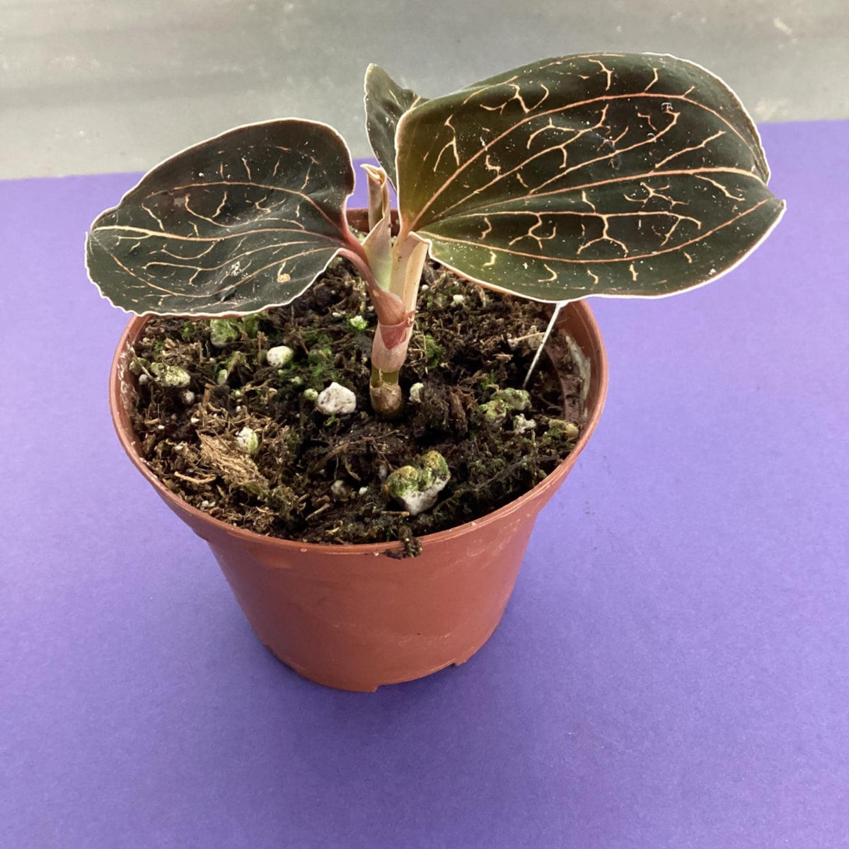 Anoectchilus chapaensis - jewel orchid