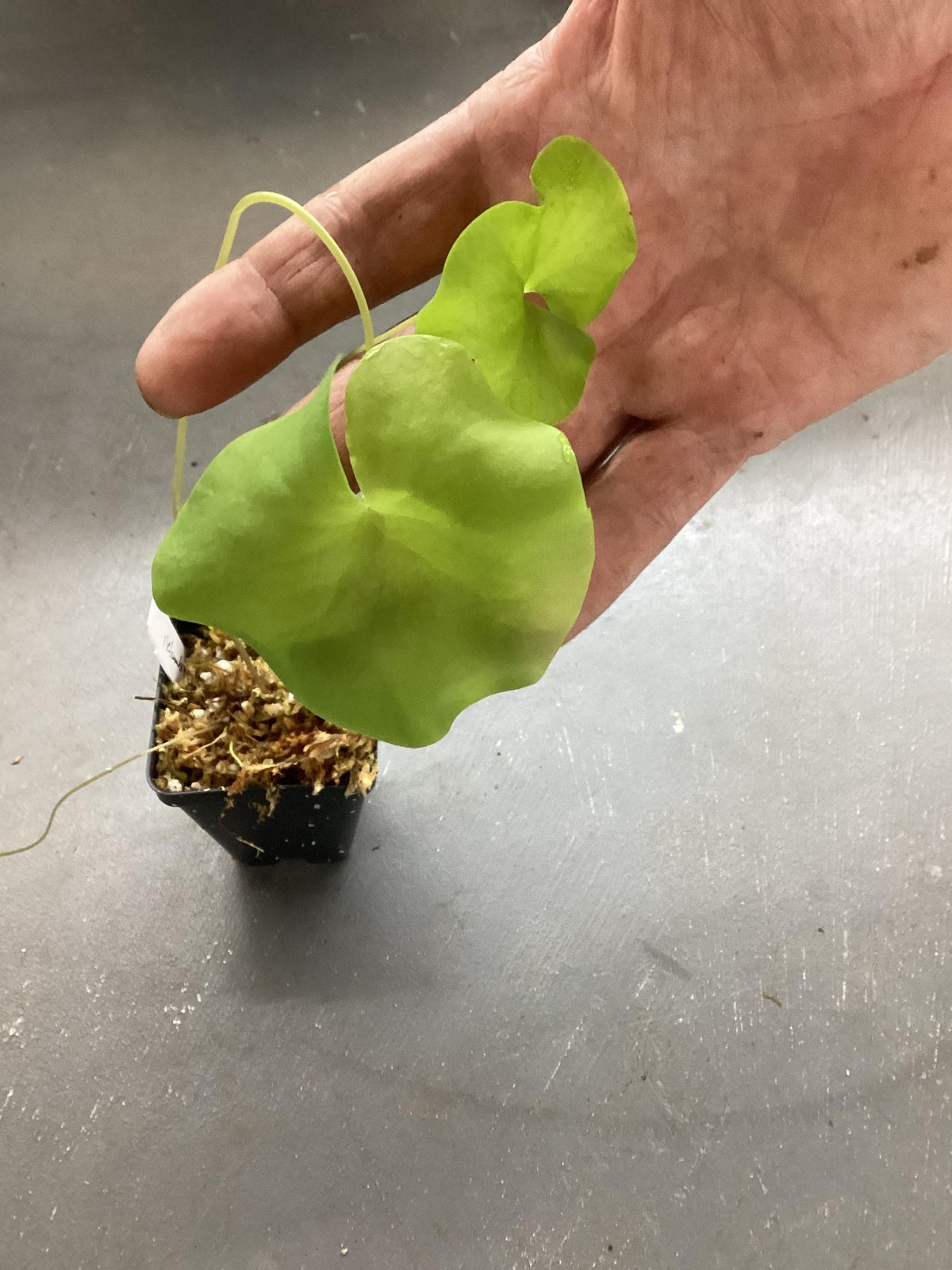 Utricularia nelumbifolia - bladderwort