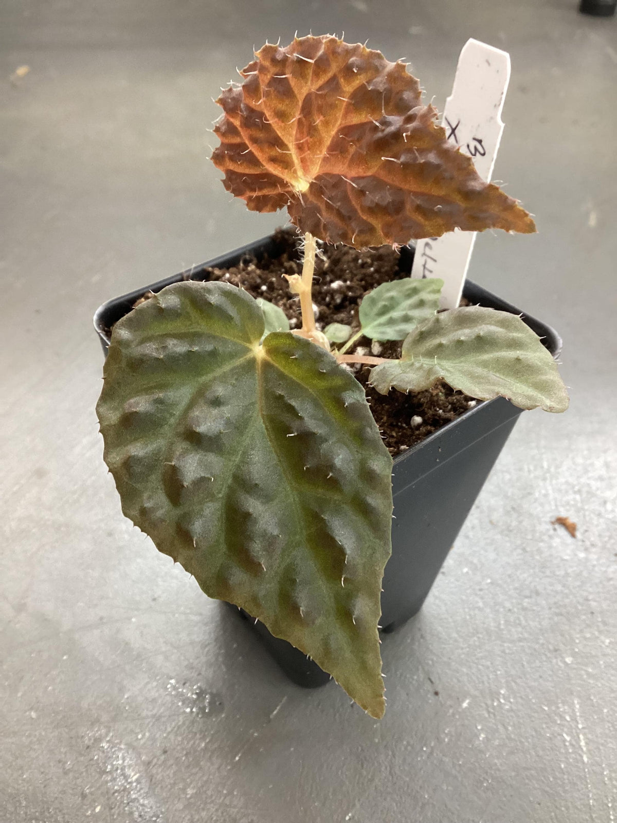 Begonia Baik x Dracopelta - rare begonia