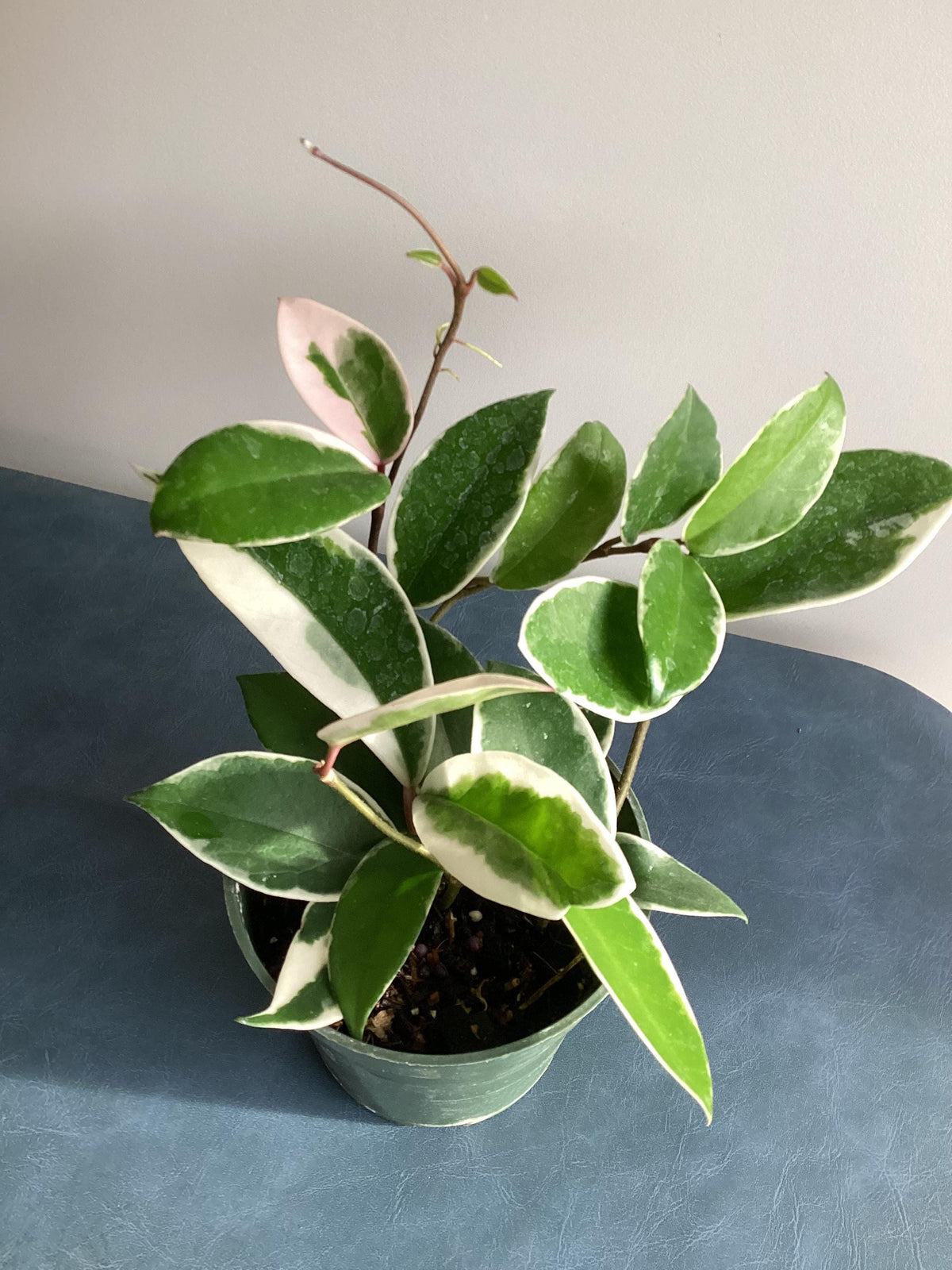 Hoya carnosa ‘Krimson Queen’