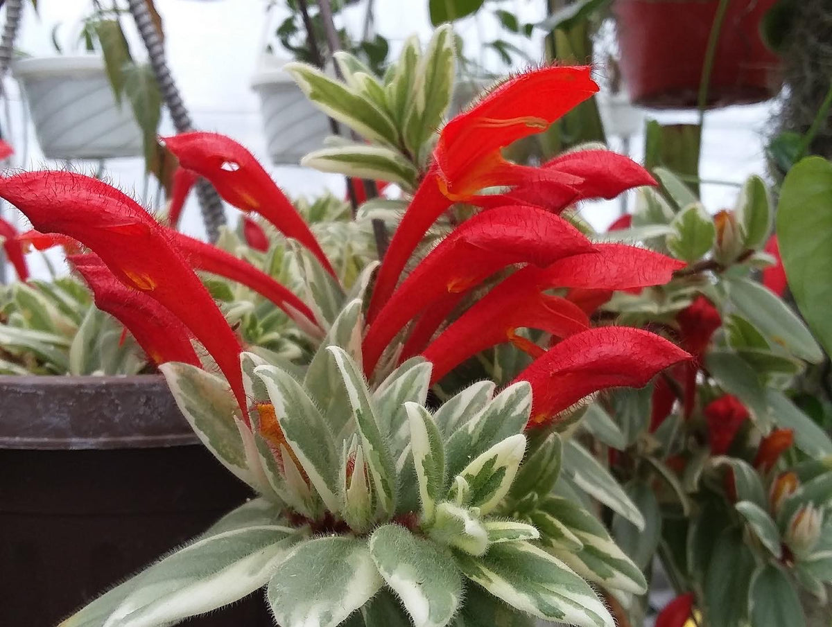 Columnea hirta ‘Light Prince’