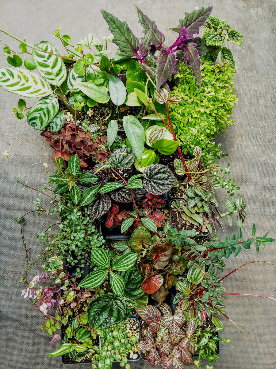 Houseplants