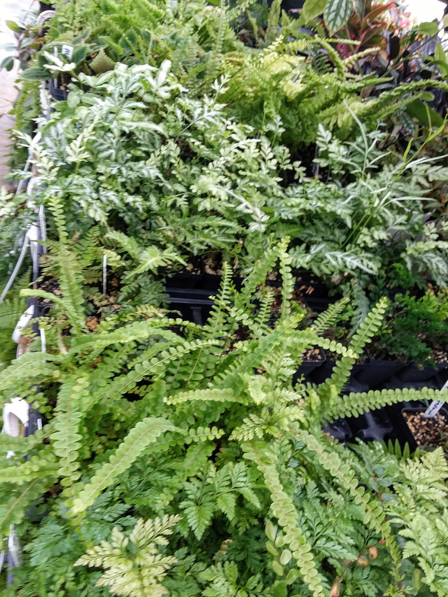 Ferns