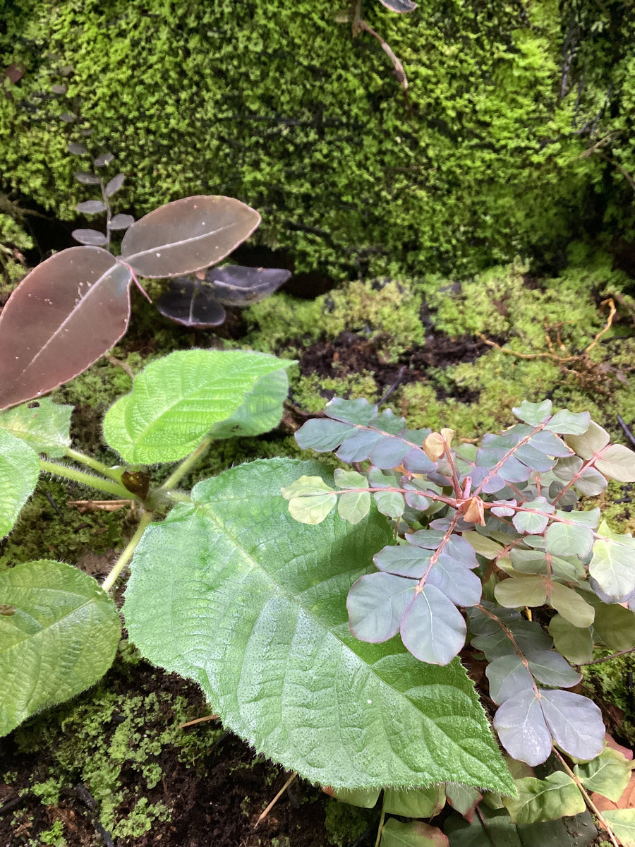 Terrarium & Vivarium