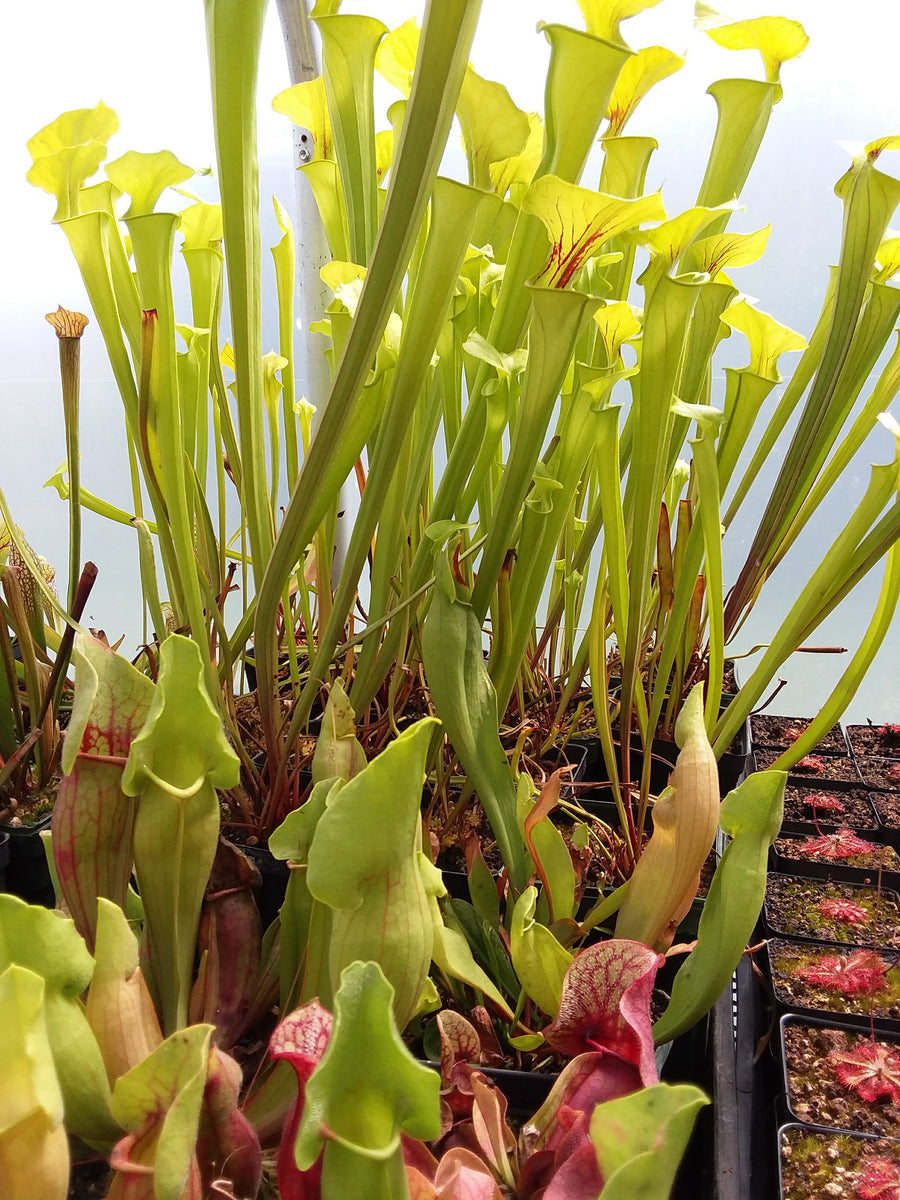 Carnivorous