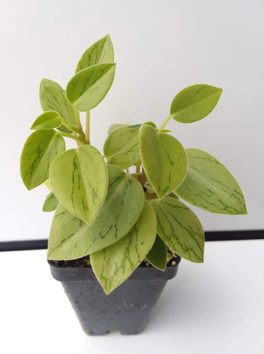Peperomia