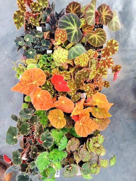 Begonia