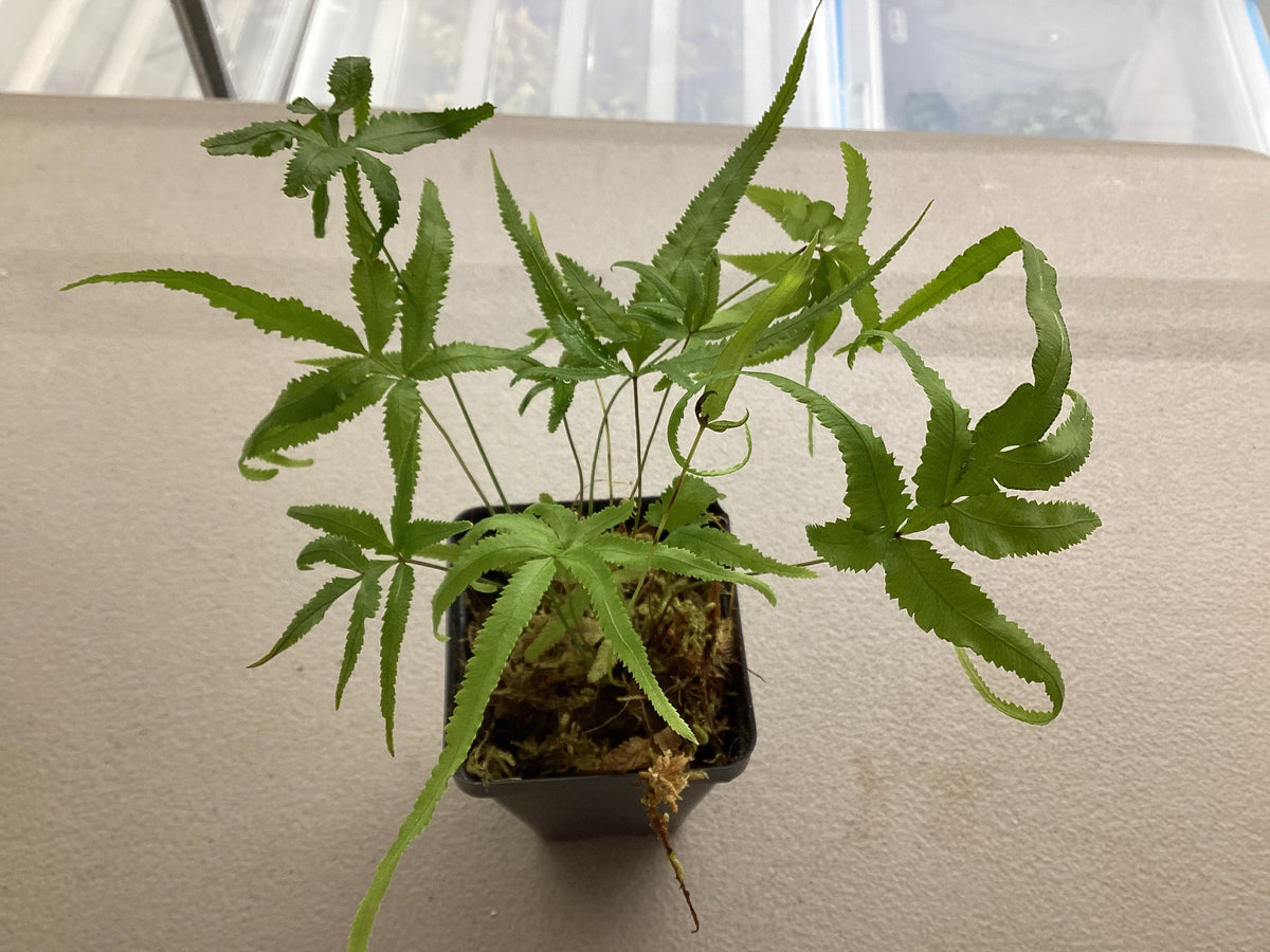 Pteris wimsetti
