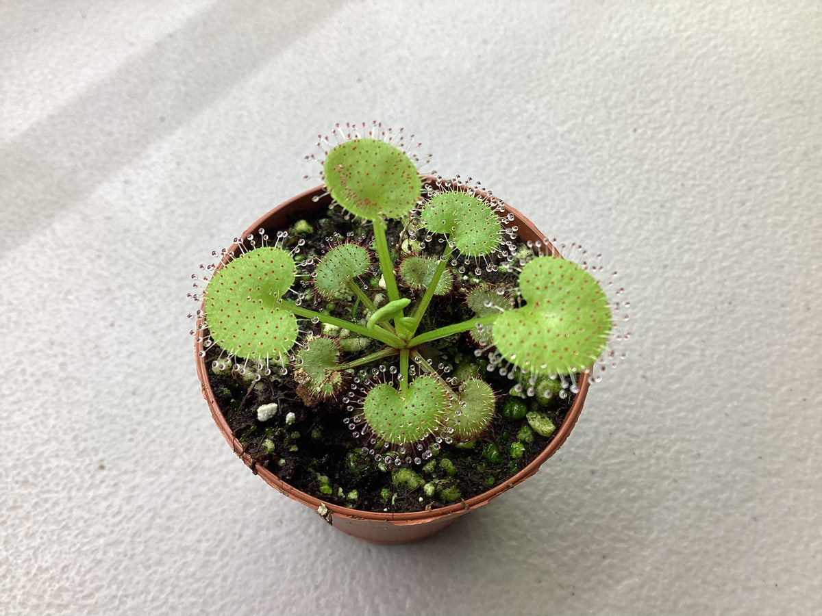 Drosera prolifera