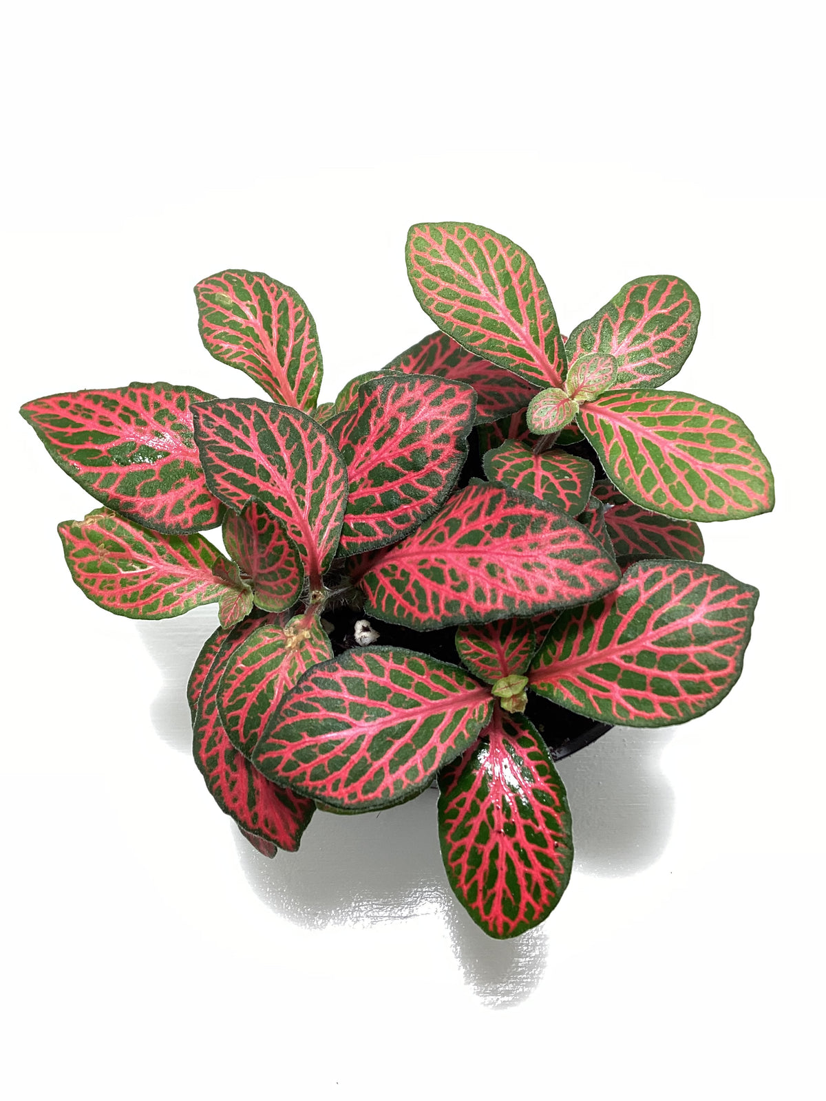 Fittonia ‘Mosaic Red Tiger’ - nerve plant