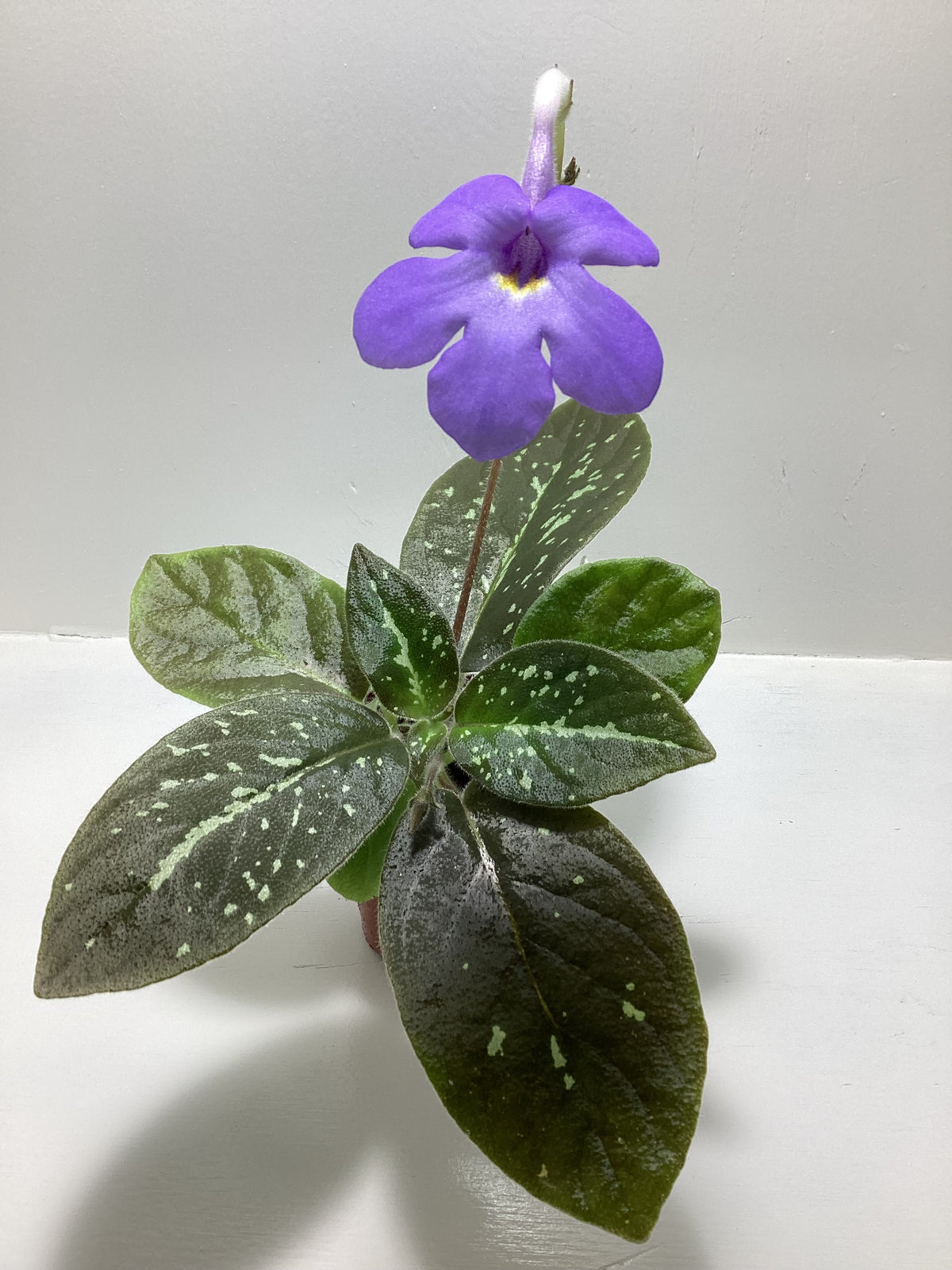 Michaelmoelleria vietnamensis - gesneriad