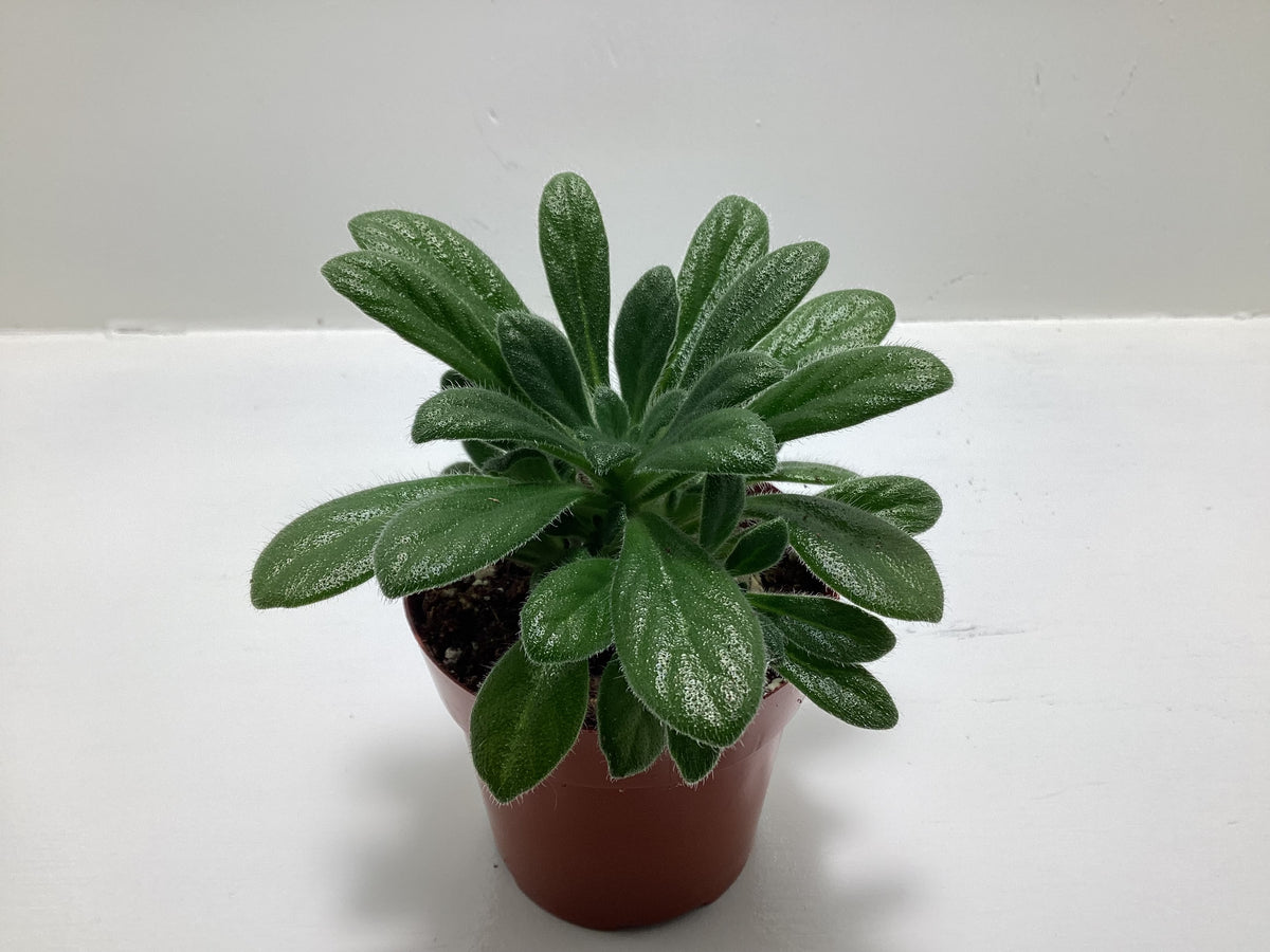 Primulina  linearicalyx -  Asian Violet - Chirita