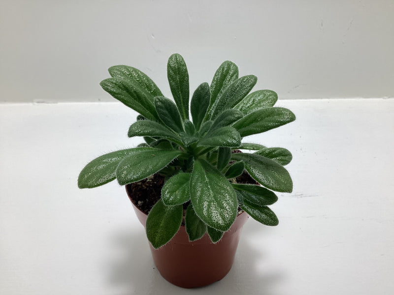 Primulina  linearicalyx -  Asian Violet - Chirita — My Green Obsession 