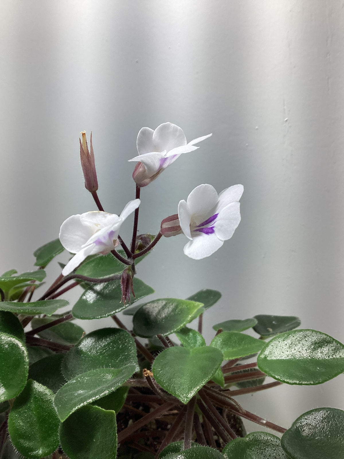 Deinostigma tamiana - gesneriad/Vietnamese Violet