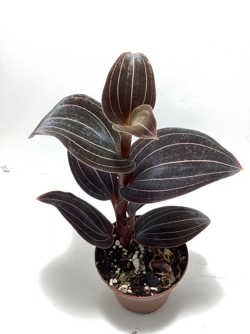 Ludochilus ‘Sea Turtle’ - jewel orchid — My Green Obsession 