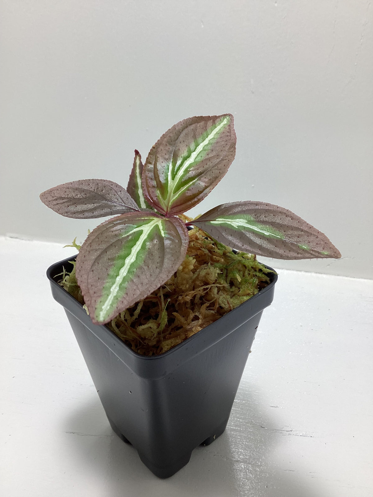 Sonerila ‘Thailand Blaze’