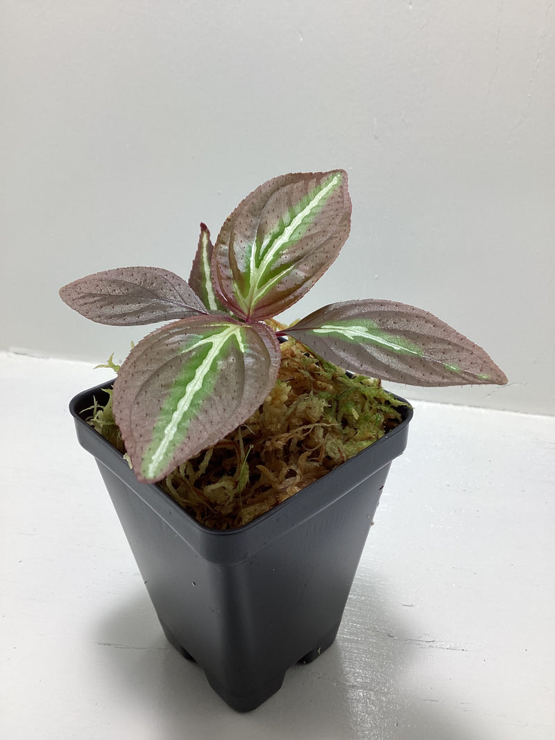 Sonerila ‘Thailand Blaze’ — My Green Obsession 