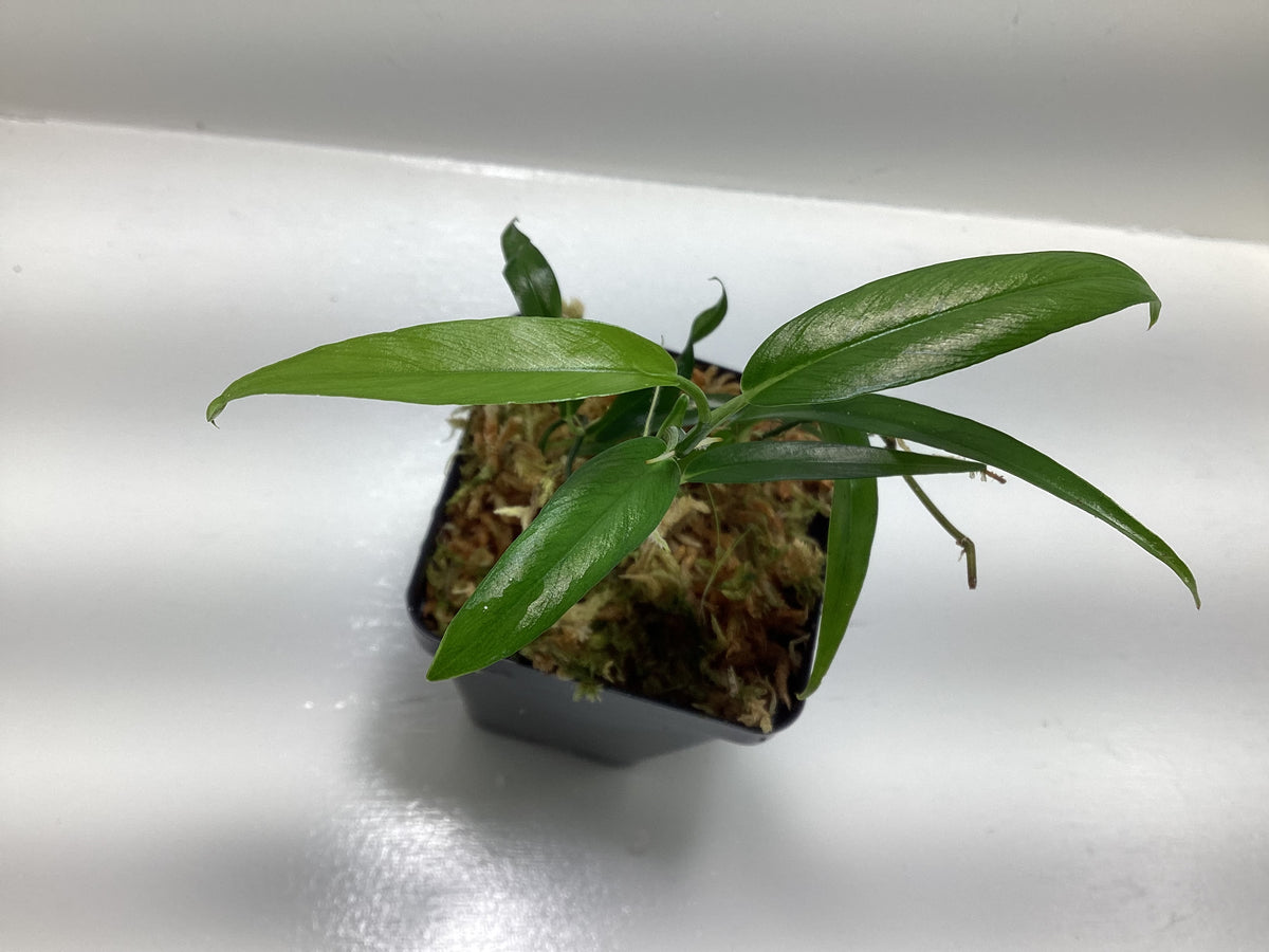 Philodendron chinchamayense