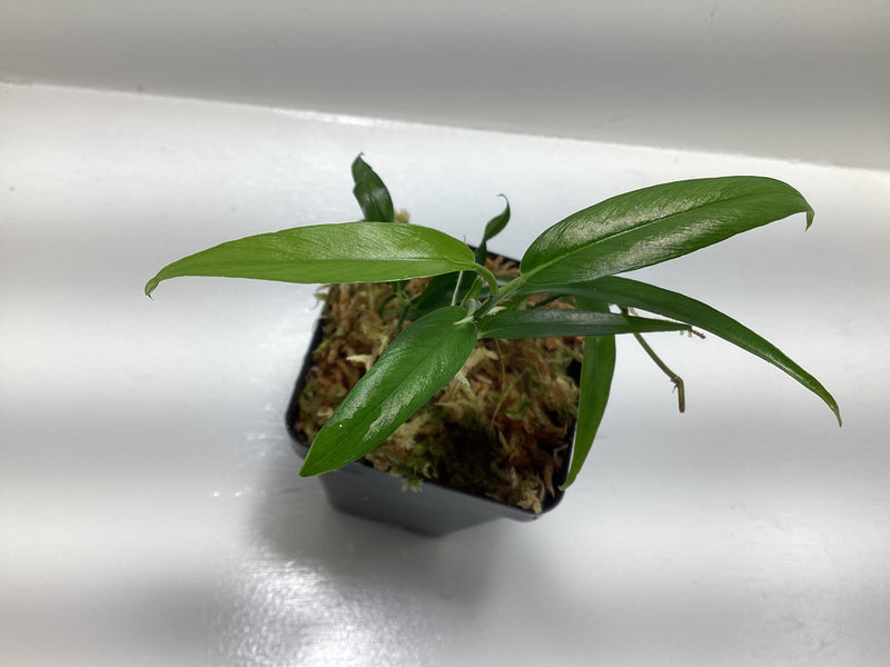 Philodendron chinchamayense — My Green Obsession 