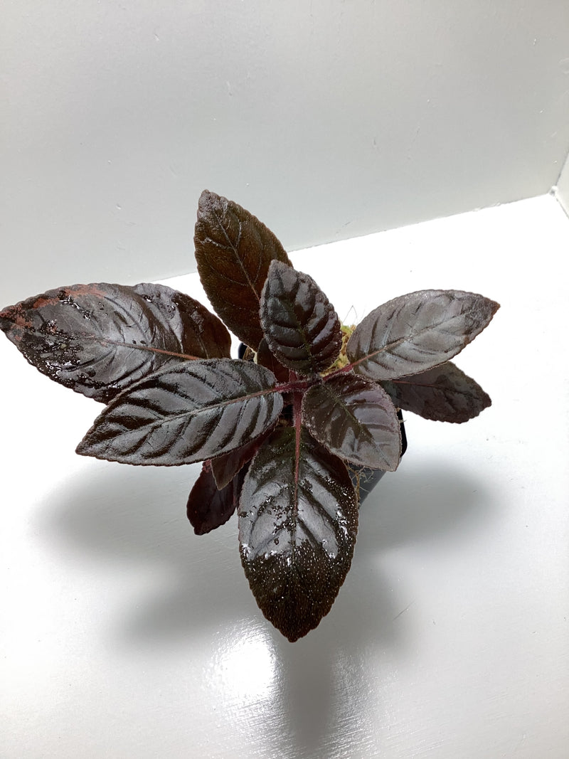 Nautilocalyx glandulifer ‘Santi’ - vivarium plant — My Green Obsession 