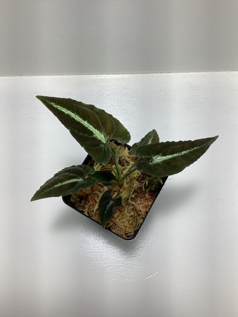Syngonium rayii — My Green Obsession 
