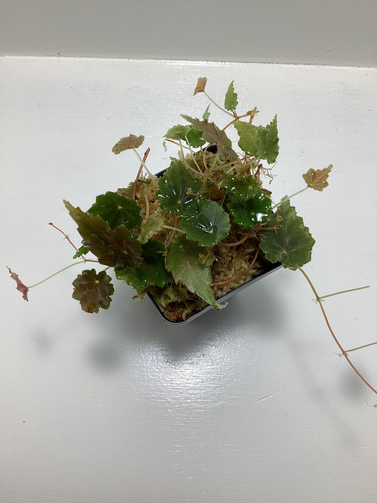 Begonia ‘Gobenia species’