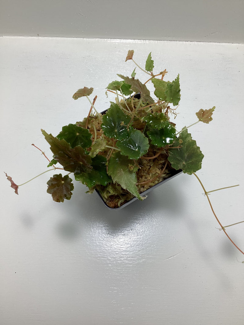 Begonia ‘Gobenia species’ — My Green Obsession 