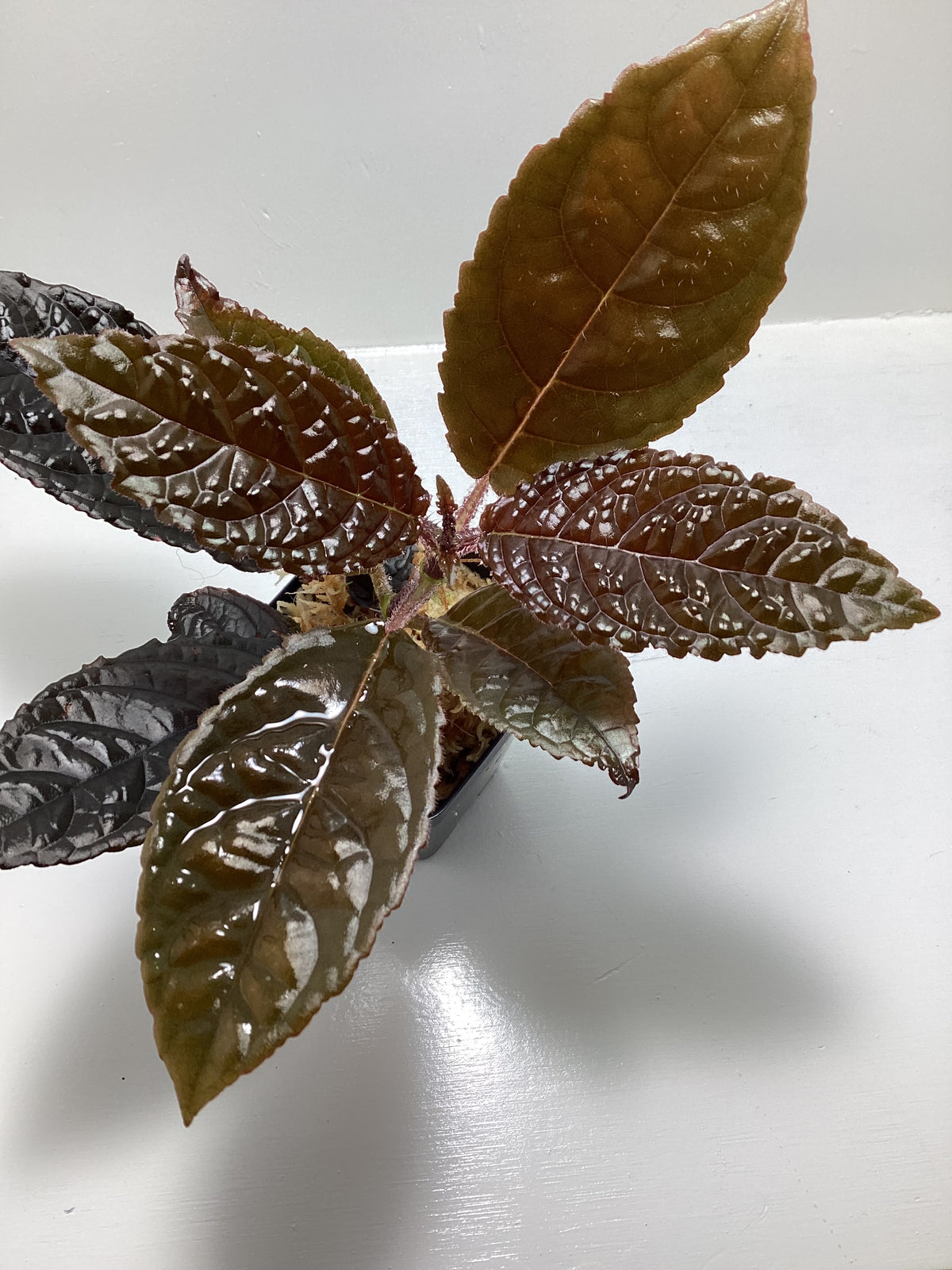 Nautilocalyx bullatus - vivarium plant