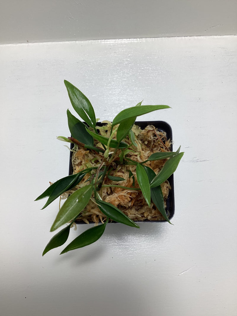 Philodendron ‘Mini Midget’ — My Green Obsession 